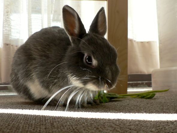 Anyone keep bunnies? :  wedding rabbit bun bunny bunnies rabbits Binky Bunny