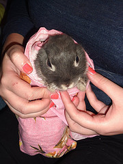 Anyone keep bunnies? :  wedding rabbit bun bunny bunnies rabbits Bunny Burrito
