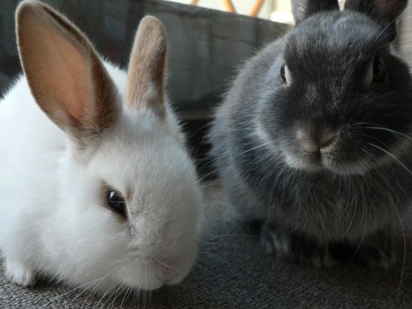 Cute pics of my kitties guaranteed to make you smile :). Post your pics too! :  wedding kitten cute Bunnies