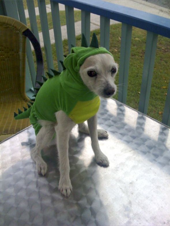 Cute pics of my kitties guaranteed to make you smile :). Post your pics too! :  wedding kitten cute Stegosaurus Mel