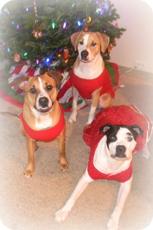 Our Christmas Card Photo : wedding DSCN0079 Cropped And Edited