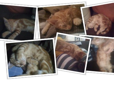 Cute overload!!  Post your sleepy puppy/kitten pics! :  wedding Mycollage