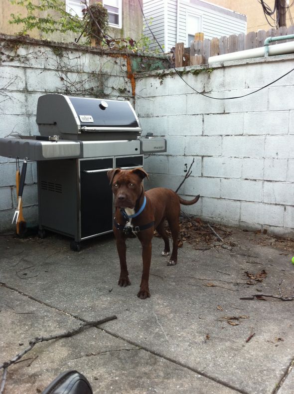 SpinOff:Post a picture of your pet! And tell me why you love them! :  wedding animals pets love Hope1