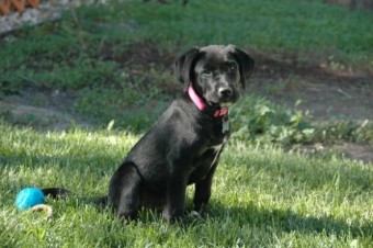 Show me your doggies! :  wedding dogs cute Stella