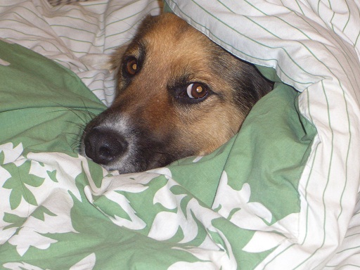 hybrid dog breeds?  Do you have one?  (cute pic of dog included) :  wedding Thunder1