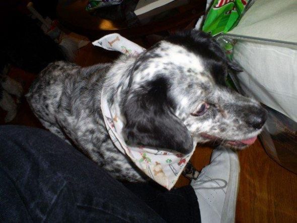 Gratuitous Pet Picture Thread :  wedding 01