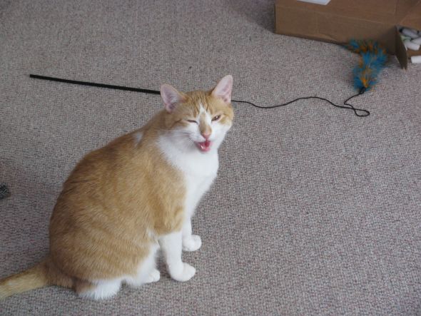Gratuitous Pet Picture Thread :  wedding IMG 1994