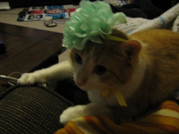 Gratuitous Pet Picture Thread :  wedding IMG 2029