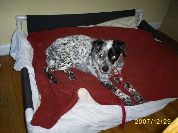 Gratuitous Pet Picture Thread :  wedding S5032457