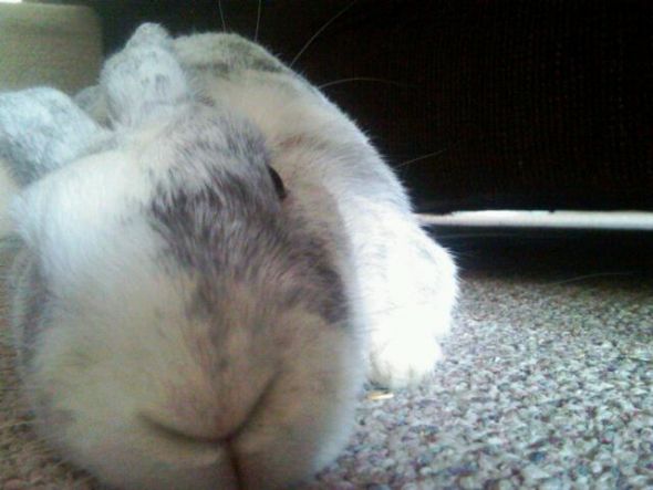 Gratuitous Pet Picture Thread :  wedding Oscar