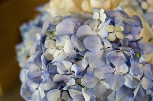 Making your own bouquet? :  wedding Bflowers
