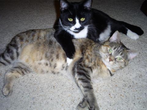 This is for all fur mom's out there! : wedding animals fur babies cats dogs Miaandbenny