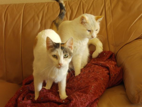 Am I the only one this pathetic about animals? :  wedding Penelope