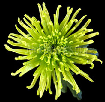 Booked ceremony site! (question about colors/flowers?) : wedding Spider Mums Green Flower