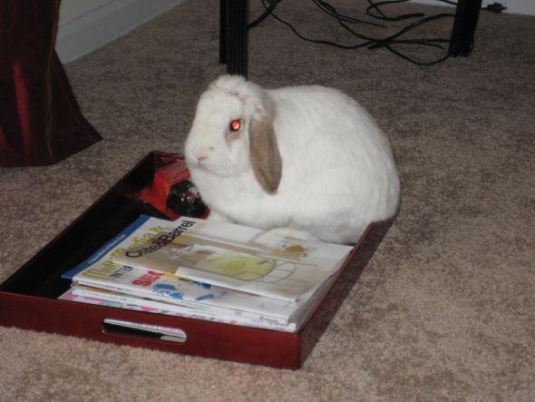 Anyone keep bunnies? :  wedding rabbit bun bunny bunnies rabbits IMG 2319
