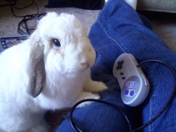 Anyone keep bunnies? :  wedding rabbit bun bunny bunnies rabbits Ninetendo Penelope 2