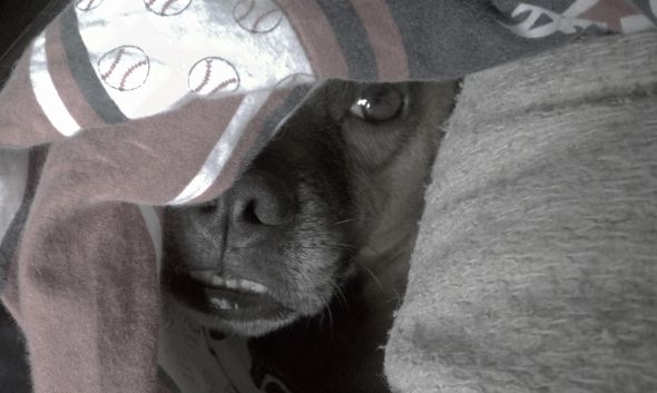 Pets scared of thunderstorms :  wedding IMAG0355