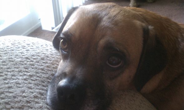 hybrid dog breeds?  Do you have one?  (cute pic of dog included) :  wedding IMAG0437