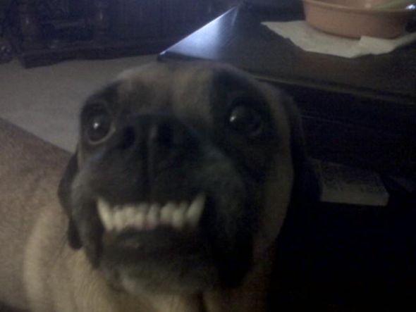hybrid dog breeds?  Do you have one?  (cute pic of dog included) :  wedding IMG00008 20100909 2031