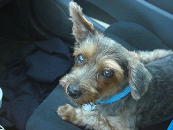 Show off your Terrier! : wedding 2M