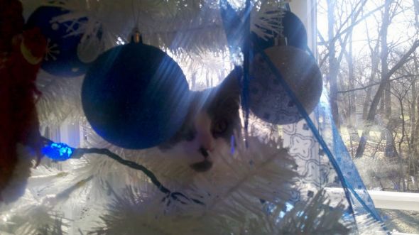 What is with cats and christmas trees?! : wedding christmas pets cats Millie In The Xmas Tree