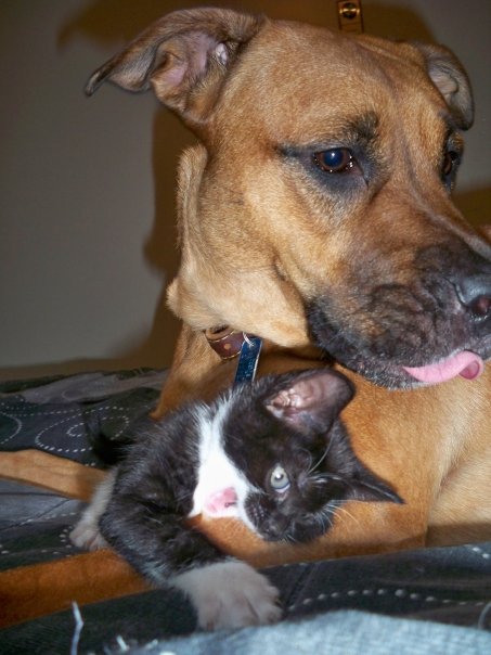 Show Me Your Pits! lol (PIT BULLS) :  wedding pets pit bull dog 8825 100695293282702 100000266958322 15273 2803638 N