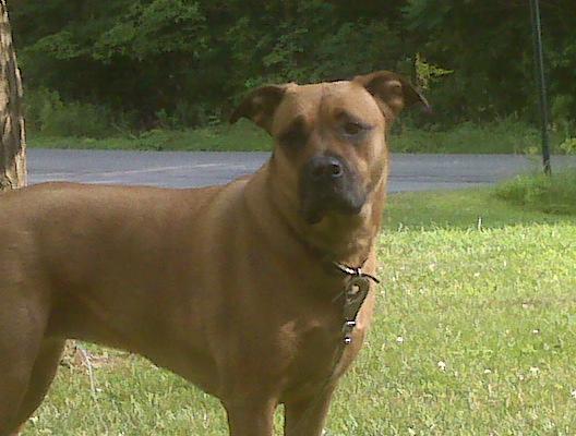 Show Me Your Pits! lol (PIT BULLS) :  wedding pets pit bull dog GetAttachment.aspx
