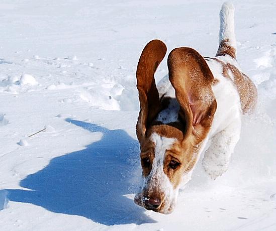 Raise your hand and repeat after me... :  wedding mrs grape BASSET HOUND RUNNING 30