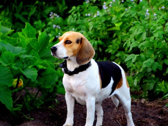 Getting a beagle/basset hound mix soon... show me pics of your beagle or basset! :  wedding beagle puppy dog basset hound IMG 0176