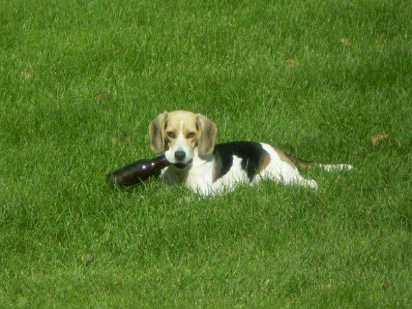 Getting a beagle/basset hound mix soon... show me pics of your beagle or basset! :  wedding beagle puppy dog basset hound Bad