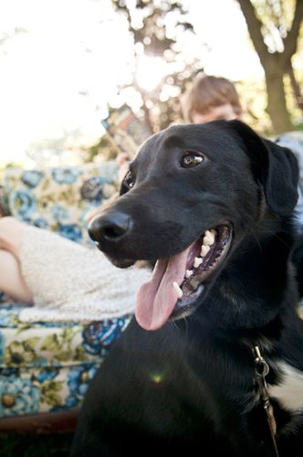 Pets in Engagement photos? :  wedding engagement photos dog puppy 20100811 Cc 2989