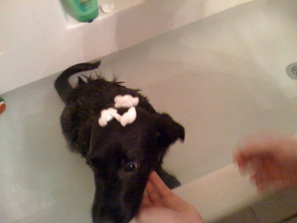 NWR- Post Your Pets! :  wedding puggle Fritzfirstbath