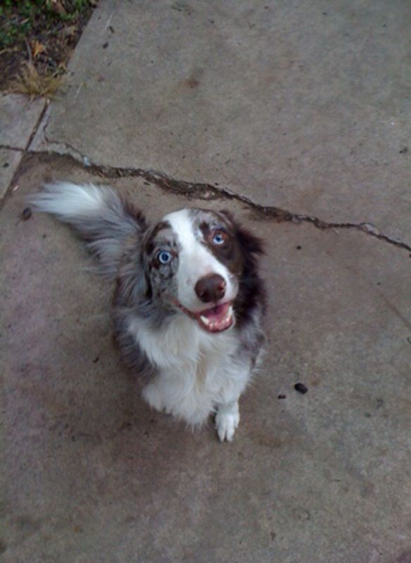 Show me your doggies! :  wedding dogs cute Berbersmiling