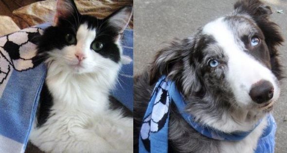 Show me your doggies! :  wedding dogs cute Pets