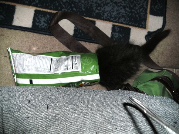 My cats' ingenious hiding techniques - Post your funny pet photos!!! :  wedding 001