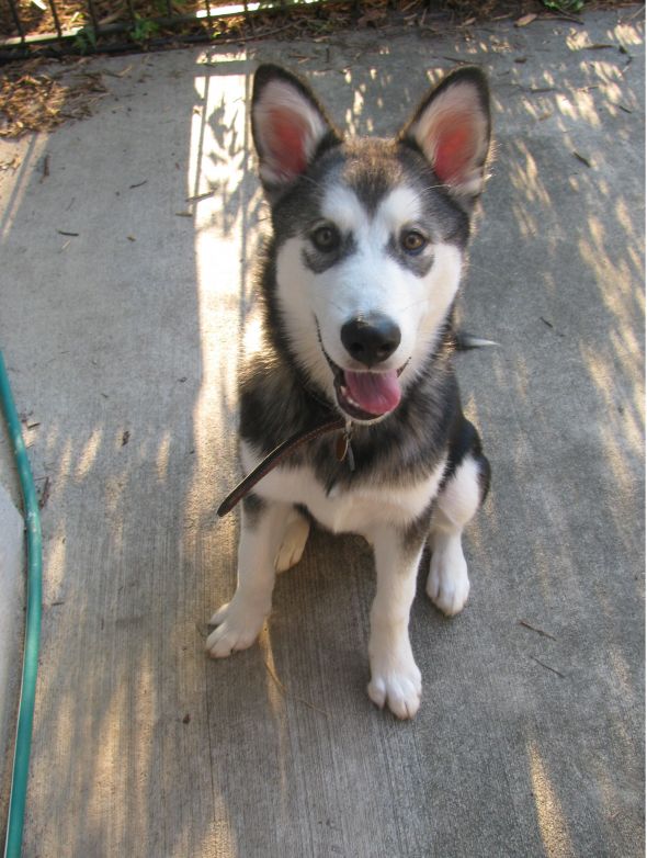 Giant breed appreciation thread! : wedding Copy Of August 003