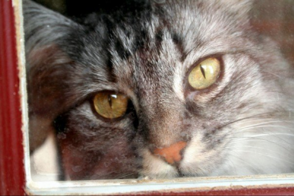 Anyone know anything about Maine Coons? : wedding Foxy