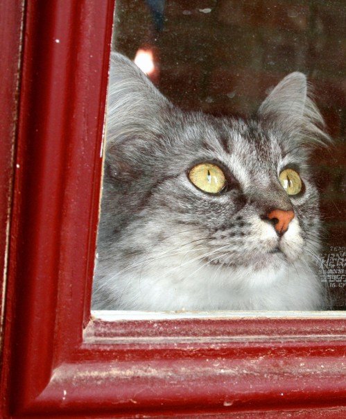Anyone know anything about Maine Coons? : wedding N19223901 33074409 1345