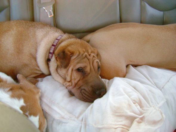 Gratuitous Pet Picture Thread :  wedding Lola1