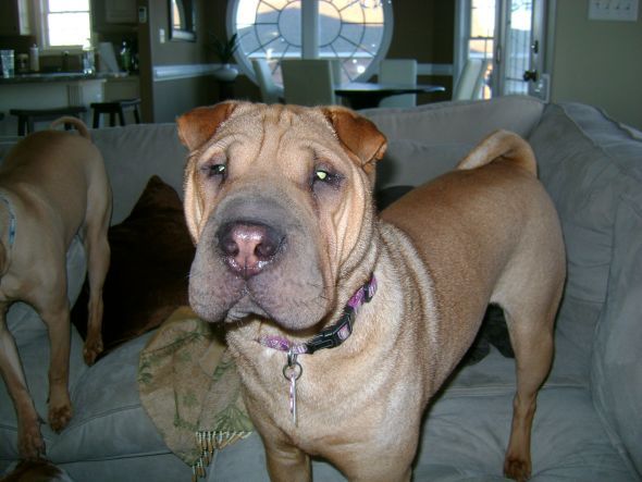 Gratuitous Pet Picture Thread :  wedding Lola 2