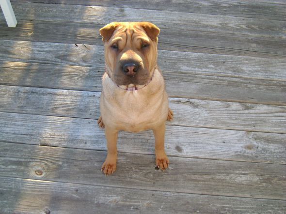 Gratuitous Pet Picture Thread :  wedding Lola 3