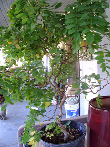 My Living Wishing Tree :  wedding wishing tree manzanita Baby Twisty