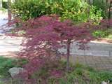 Wishing Tree - A Different Approach :  wedding JapaneseMaples