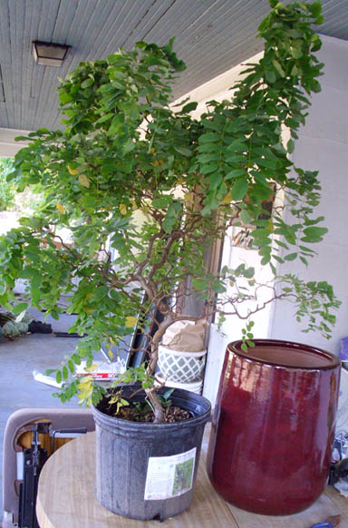 My Living Wishing Tree :  wedding wishing tree manzanita WishingTreeandPot