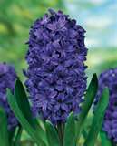 Anyone Know What Flower This Is? : wedding Hyacinth