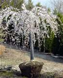 Wishing Tree - A Different Approach :  wedding Snowfountaincherry2