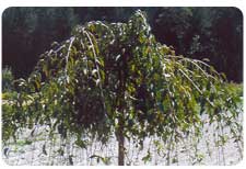 Wishing Tree - A Different Approach :  wedding Snowfountaincherrysummer
