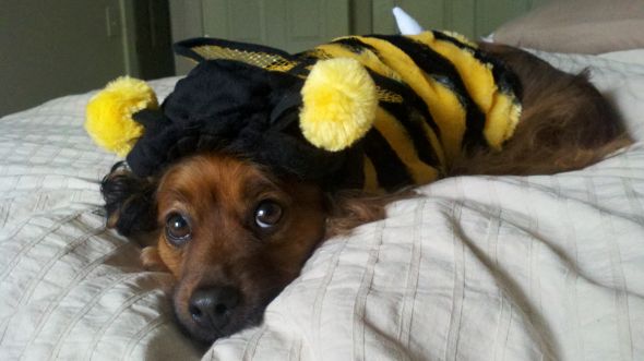 Post a pic of your pet in a halloween costume :  wedding pets 2011 09 14 14 47 04 119