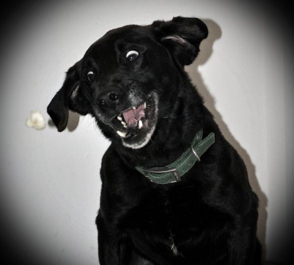 I love my dog... but he is dumb (post your funny pet pics) : wedding 28104 457562862467 800302467 6103870 7029324 N