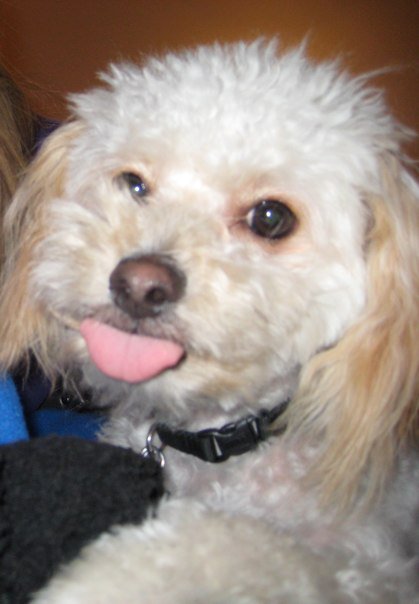 Any Poodle Owners? :  wedding Topher